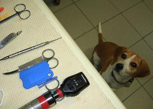Beagle yavrusu 1