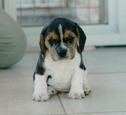 Beagle yavrusu 3
