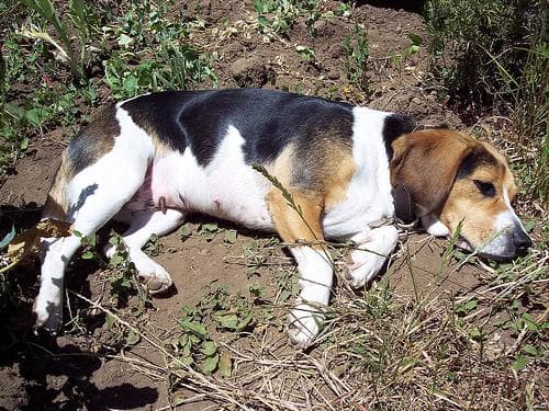 Beagle yavrusu 2