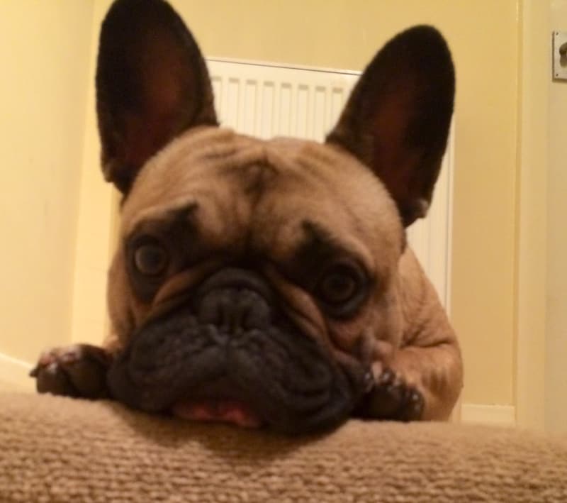 French Bulldog yavrusu 3