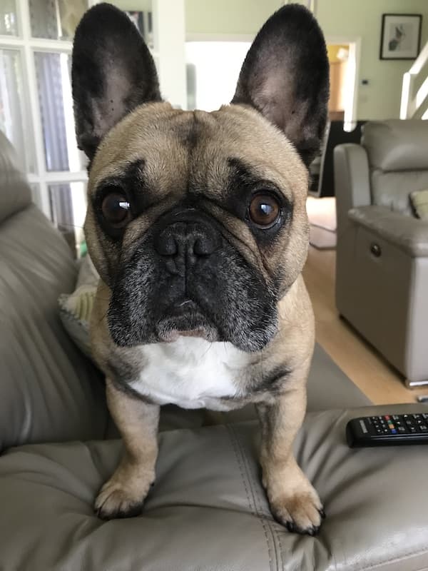 French Bulldog yavrusu 3