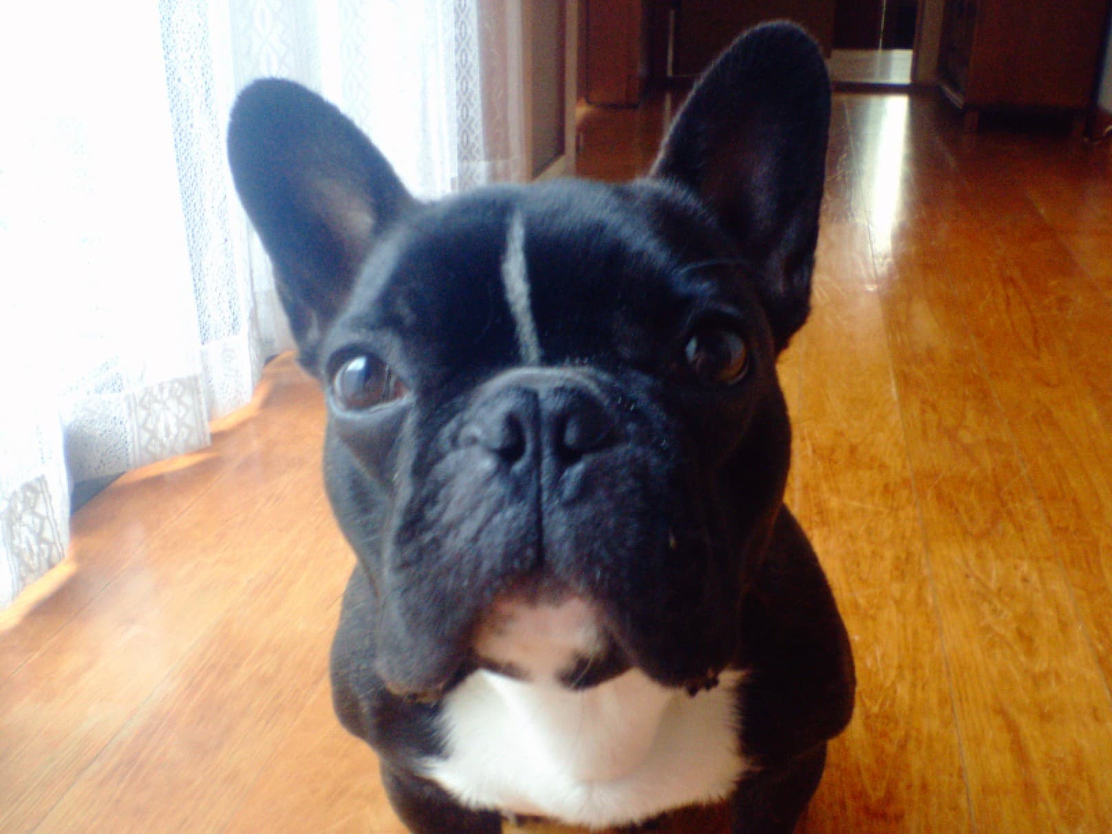 French Bulldog yavrusu 2