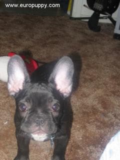 French Bulldog yavrusu 2