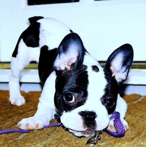 French Bulldog yavrusu 2