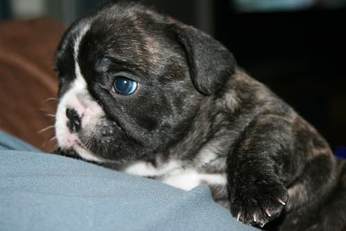 French Bulldog yavrusu 3