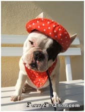 French Bulldog yavrusu 3