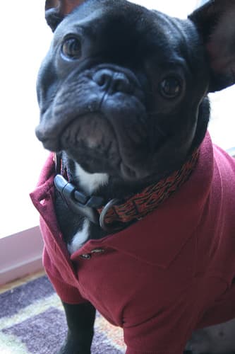 French Bulldog yavrusu 2
