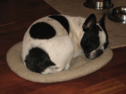 French Bulldog yavrusu 2
