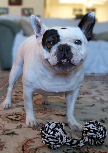 French Bulldog yavrusu 2