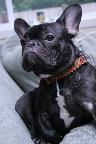 French Bulldog yavrusu 2