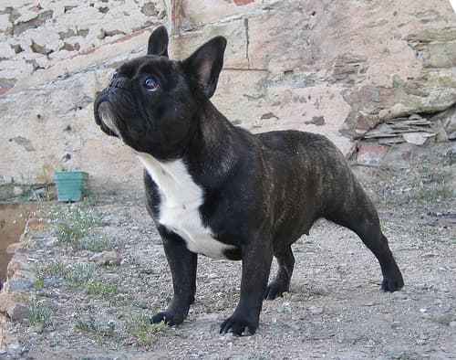 French Bulldog yavrusu 2