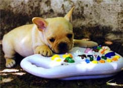 French Bulldog yavrusu 2