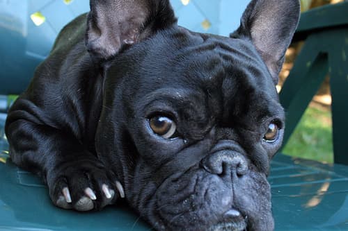 French Bulldog yavrusu 2