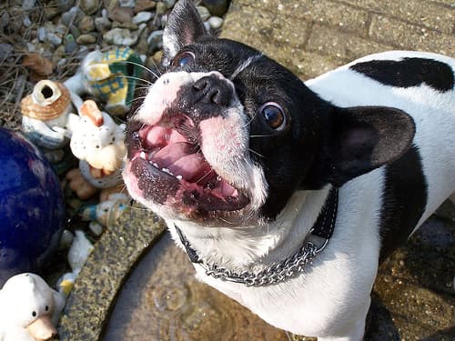 French Bulldog yavrusu 3