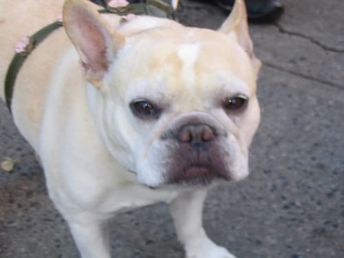 French Bulldog yavrusu 2