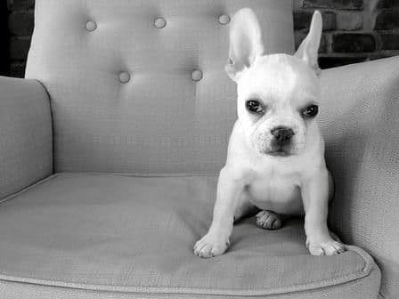 French Bulldog yavrusu 2