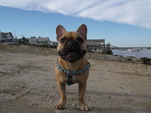 French Bulldog yavrusu 3