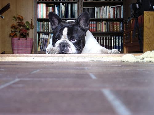 French Bulldog yavrusu 3