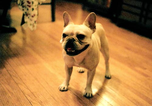 French Bulldog yavrusu 2