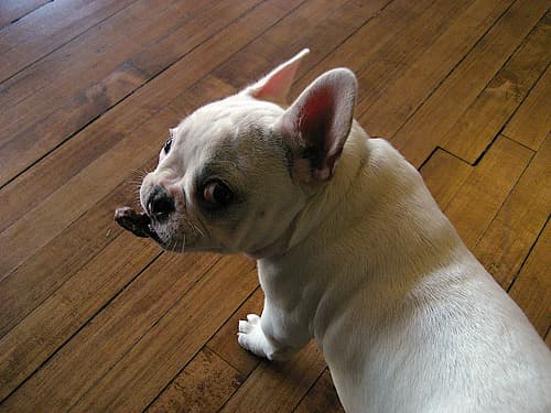 French Bulldog yavrusu 3
