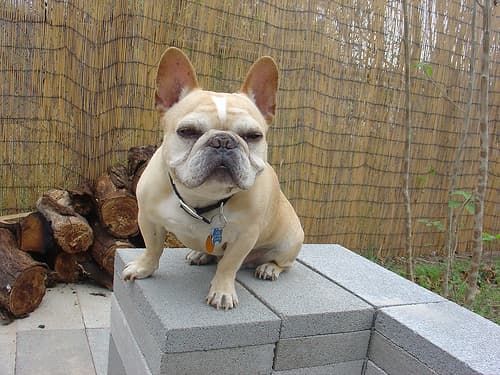 French Bulldog yavrusu 3