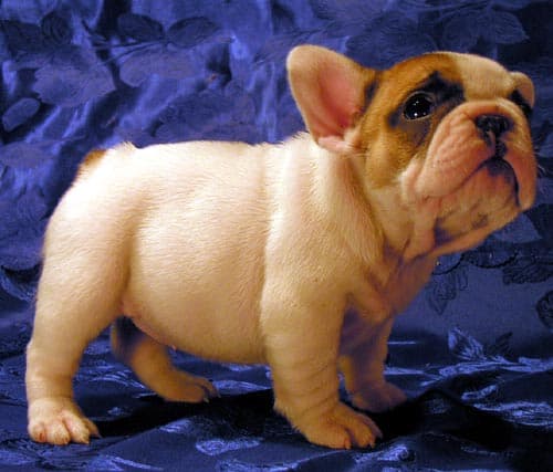 French Bulldog yavrusu 2