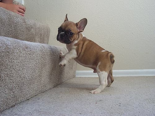 French Bulldog yavrusu 3