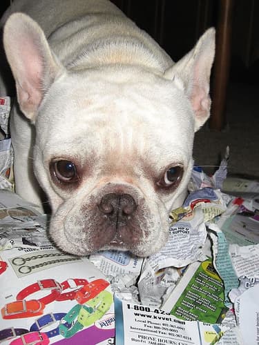 French Bulldog yavrusu 2