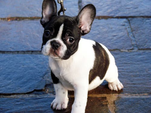 French Bulldog yavrusu 3