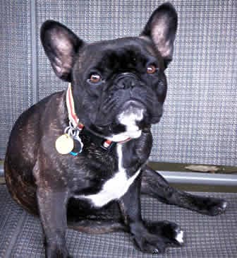 French Bulldog yavrusu 3