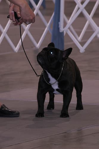 French Bulldog yavrusu 2