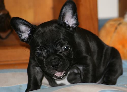 French Bulldog yavrusu 3