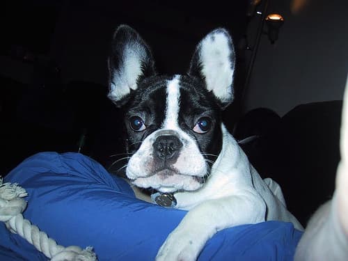 French Bulldog yavrusu 2