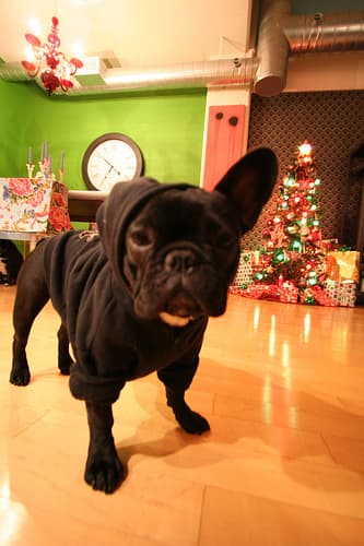 French Bulldog yavrusu 3