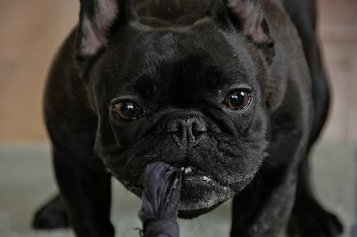 French Bulldog yavrusu 2