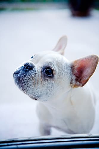 French Bulldog yavrusu 2