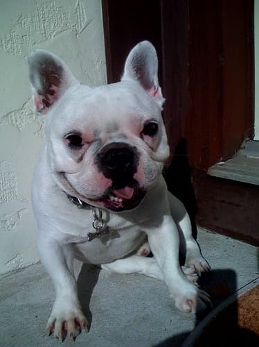 French Bulldog yavrusu 3