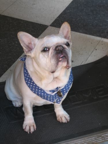 French Bulldog yavrusu 3