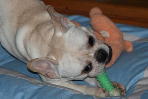 French Bulldog yavrusu 2