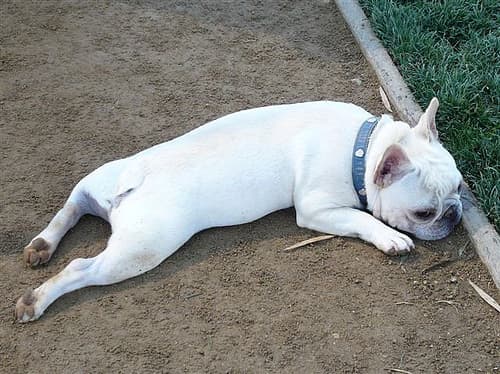 French Bulldog yavrusu 3