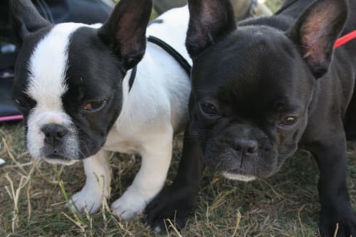 French Bulldog yavrusu 2