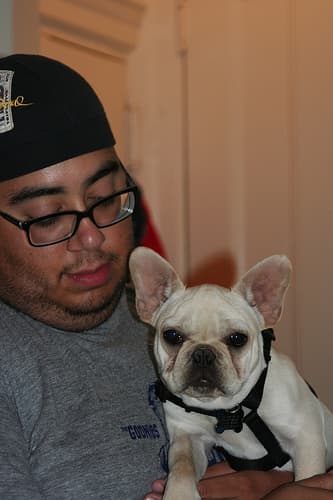 French Bulldog yavrusu 3