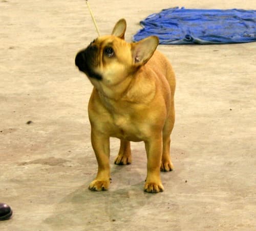 French Bulldog yavrusu 2