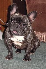 French Bulldog yavrusu 3
