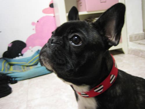 French Bulldog yavrusu 2