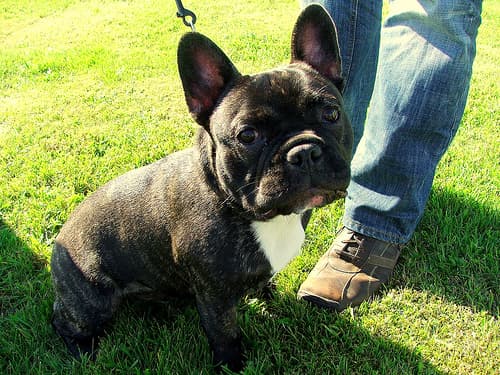 French Bulldog yavrusu 3