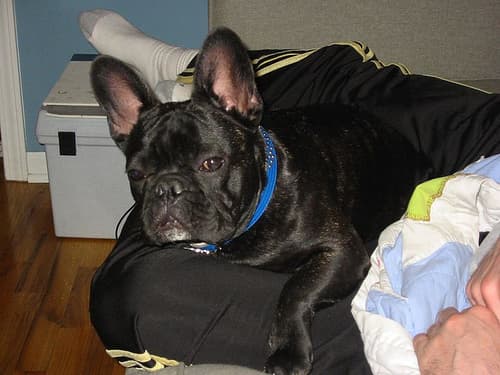 French Bulldog yavrusu 3