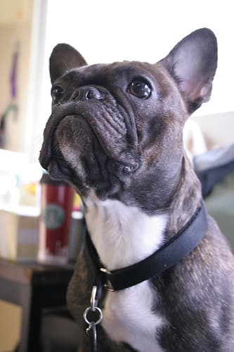 French Bulldog yavrusu 2
