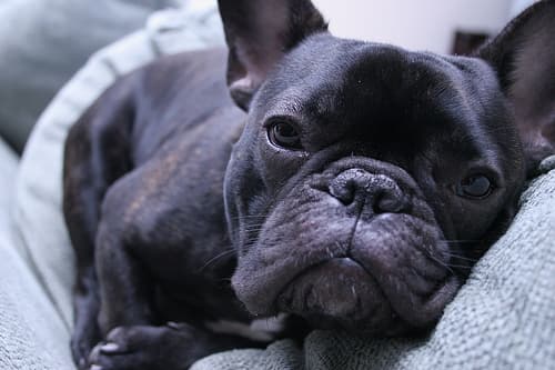 French Bulldog yavrusu 2