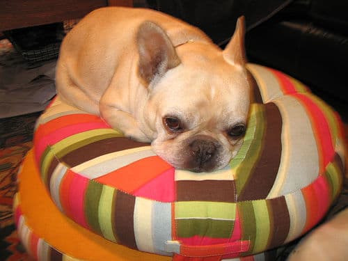 French Bulldog yavrusu 2